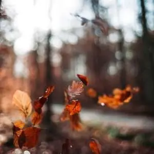 This photo shows a beautiful dry leaves during autumn falling into the ground.
