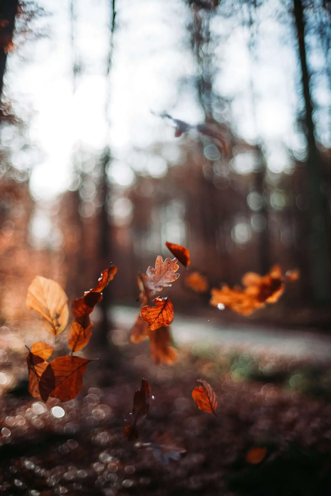 This photo shows a beautiful dry leaves during autumn falling into the ground.